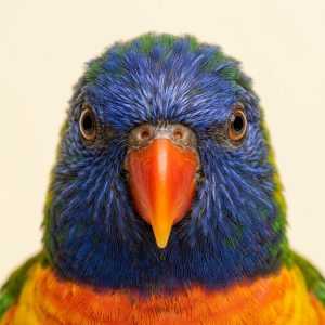 Bird Supplies