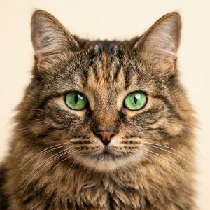 Cat Supplies