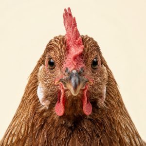 Chicken & Farm