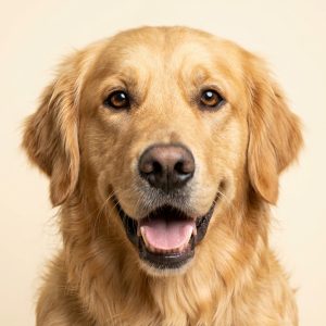 Dog Supplies