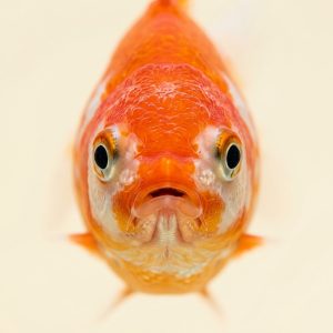 Fish & Aquatics