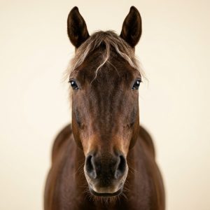 Horse & Equestrian
