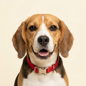 Pet Accessories