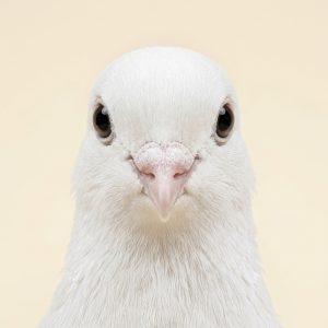 Pigeons & Doves