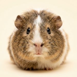 Small Pets
