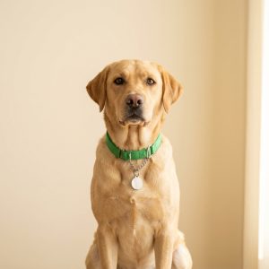 Collars