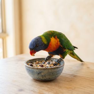 Bird Food