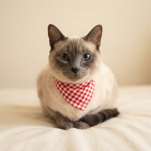 Cat Clothing