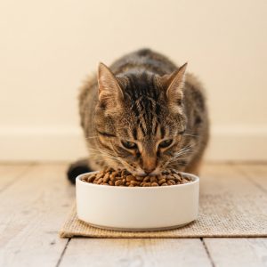 Cat Food
