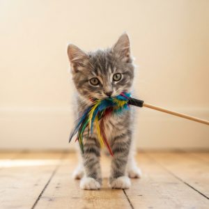 Cat Toys