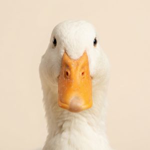Ducks & Geese