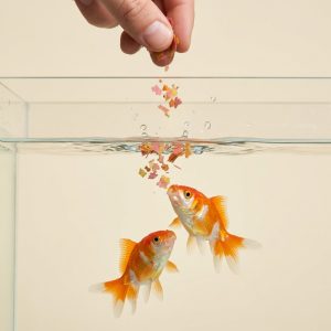 Fish Food