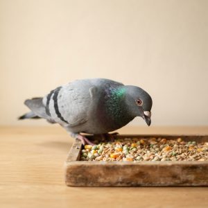 Feed
