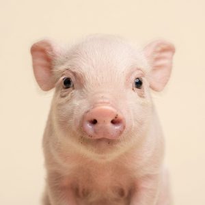 Pigs