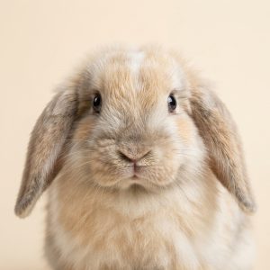 Rabbits